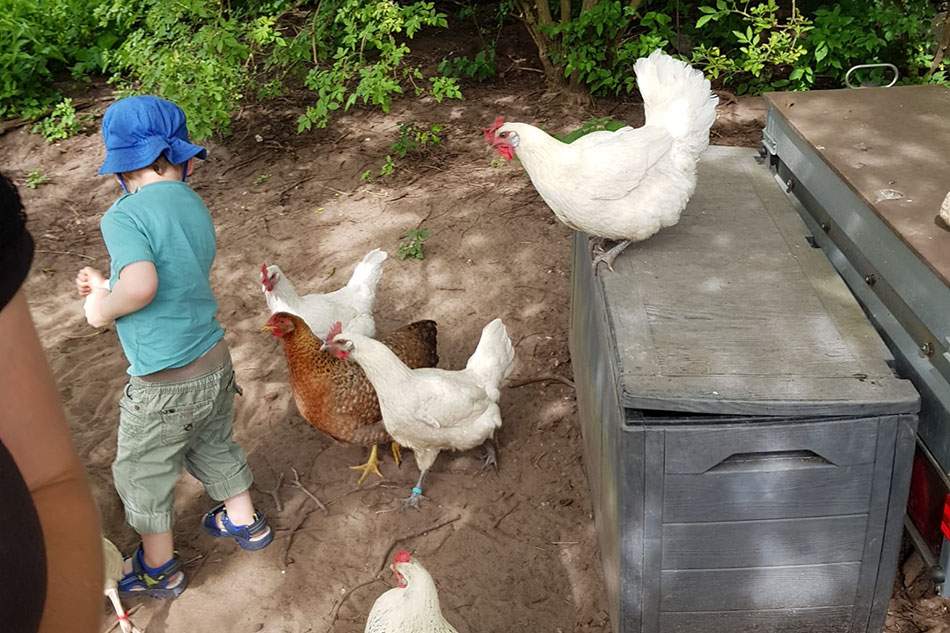 hühner auf dem birkenhof am schaalsee