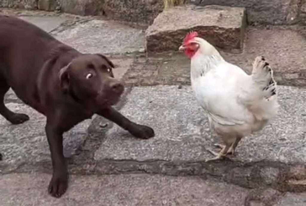 Spiel Hund und Huhn